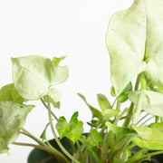 Arrowhead Vine 'White Butterfly' 6" - Urban Sprouts