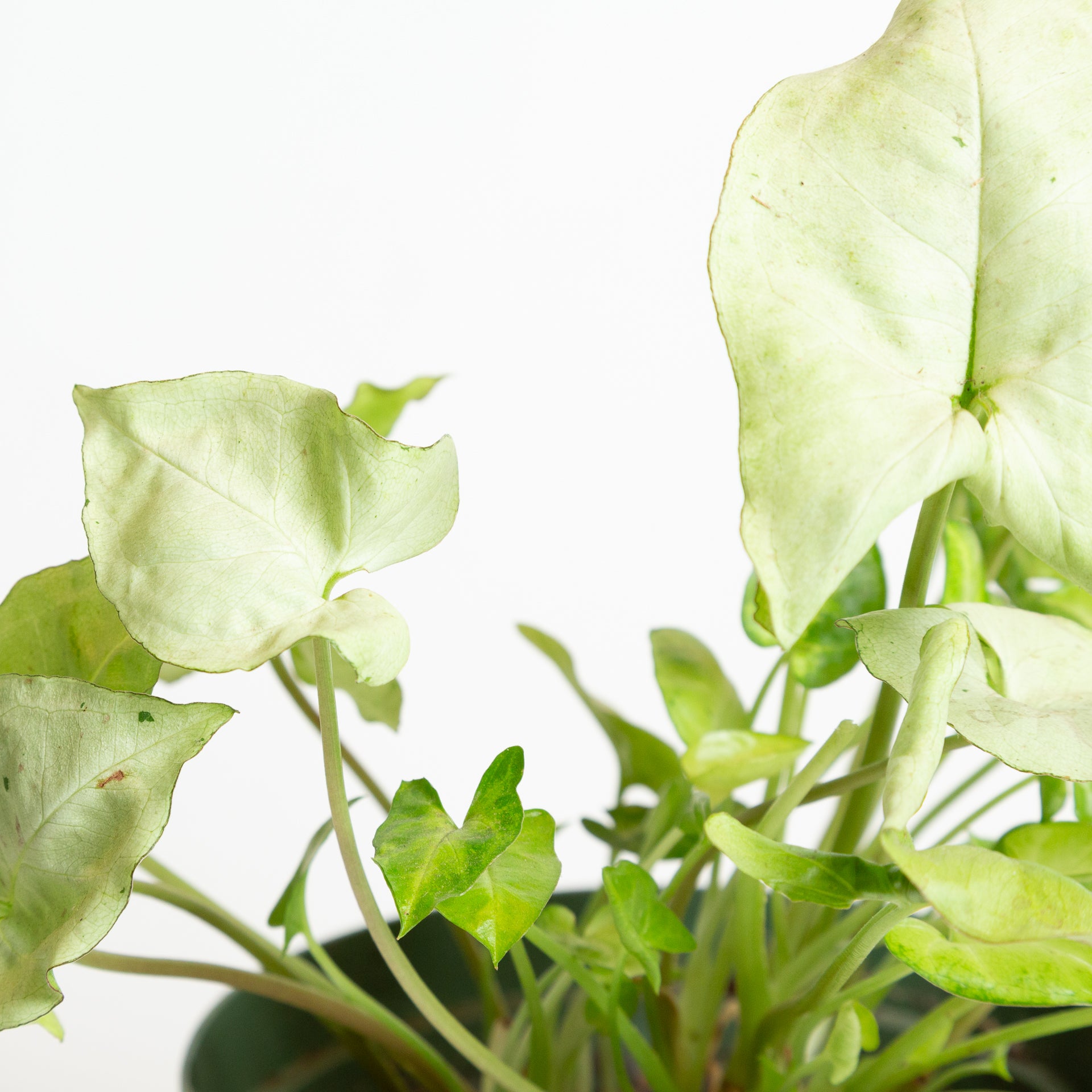 Arrowhead Vine 'White Butterfly' 6" - Urban Sprouts