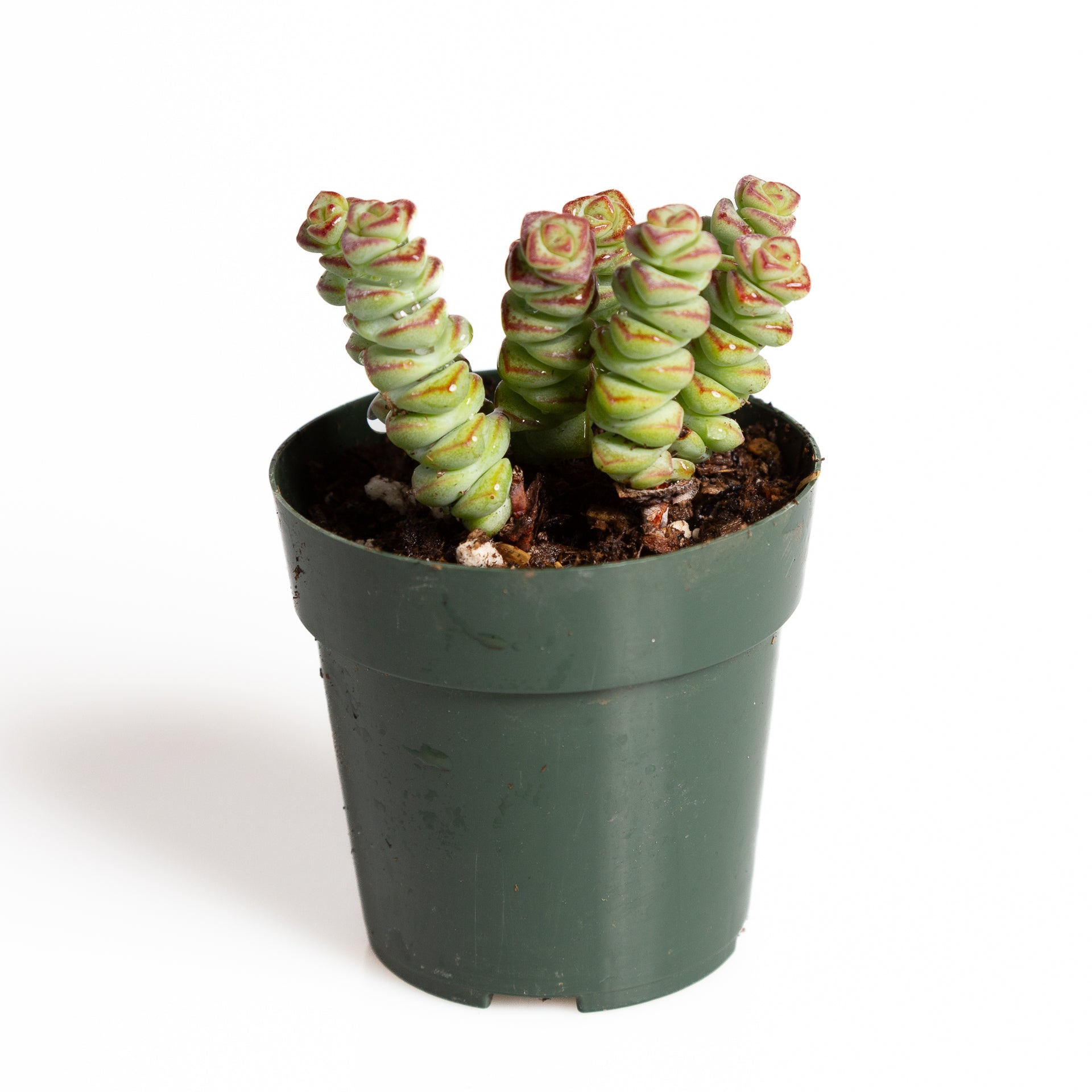 Succulent 'Baby's Necklace' 2.5" - Urban Sprouts