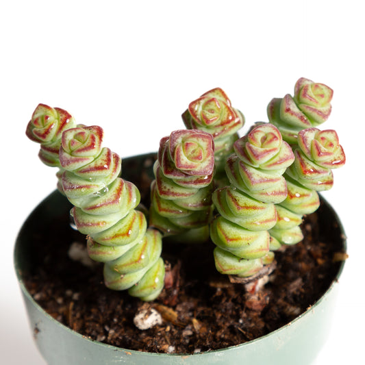 Succulent 'Baby's Necklace' 2.5"