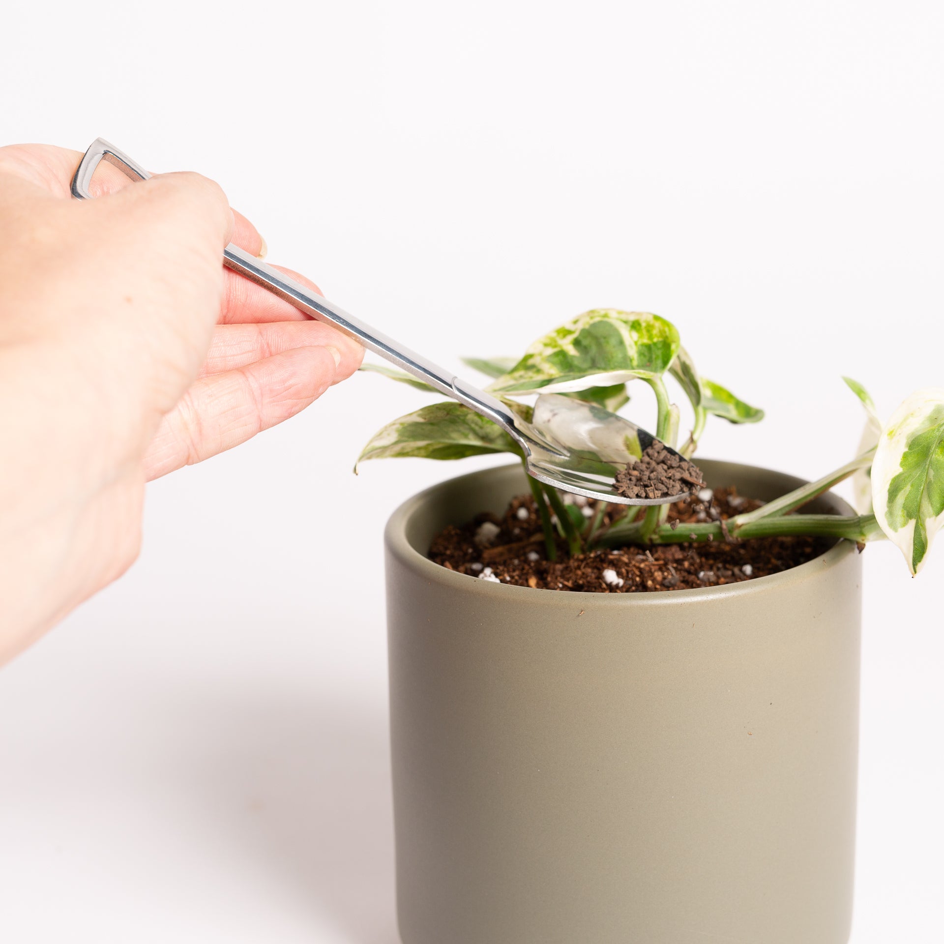 Bacterial Inoculant Granule