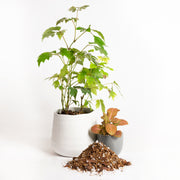 Balanced Blend - Specialty Soil - Urban Sprouts