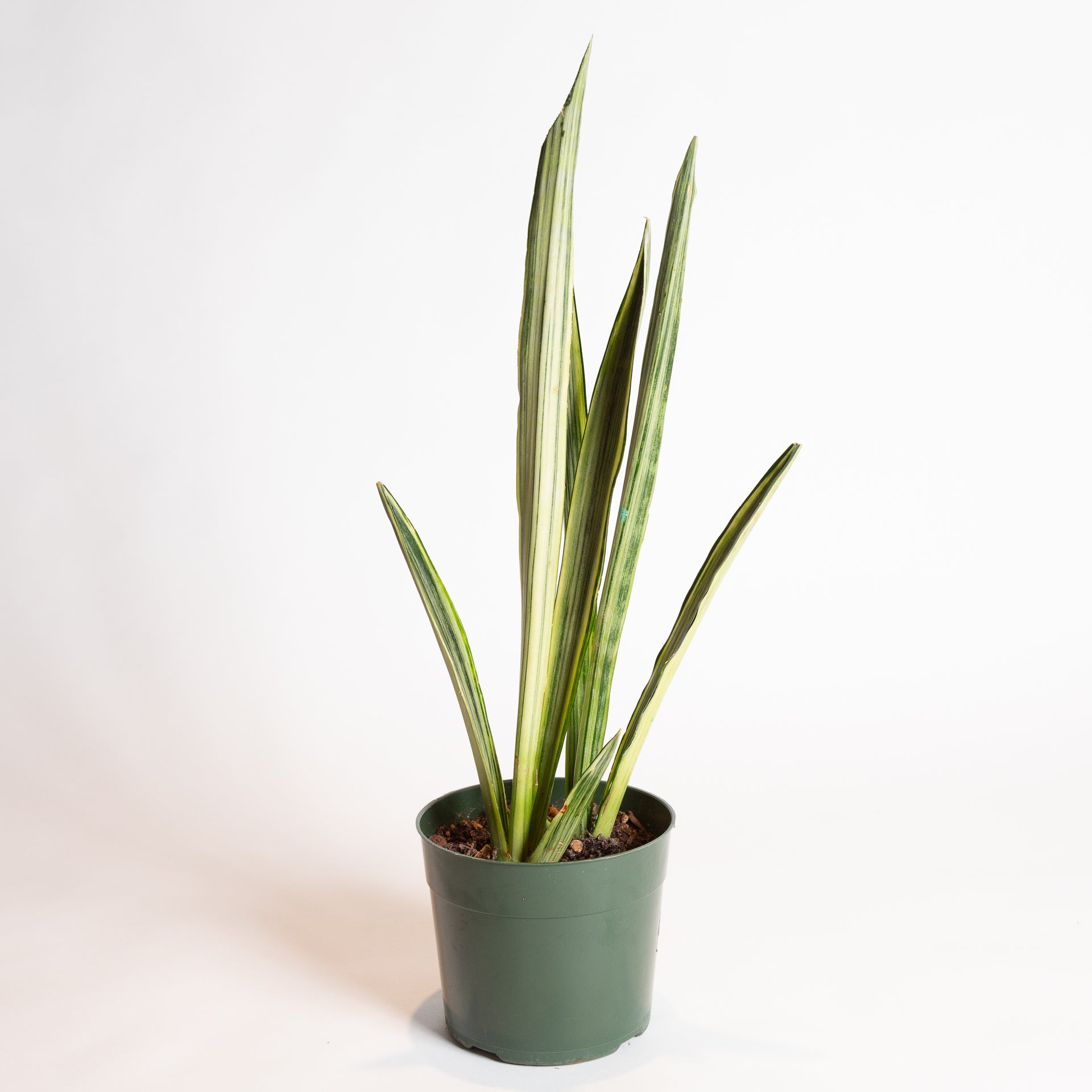 Snake Plant 'Bantel's Sensation' 6" - Urban Sprouts