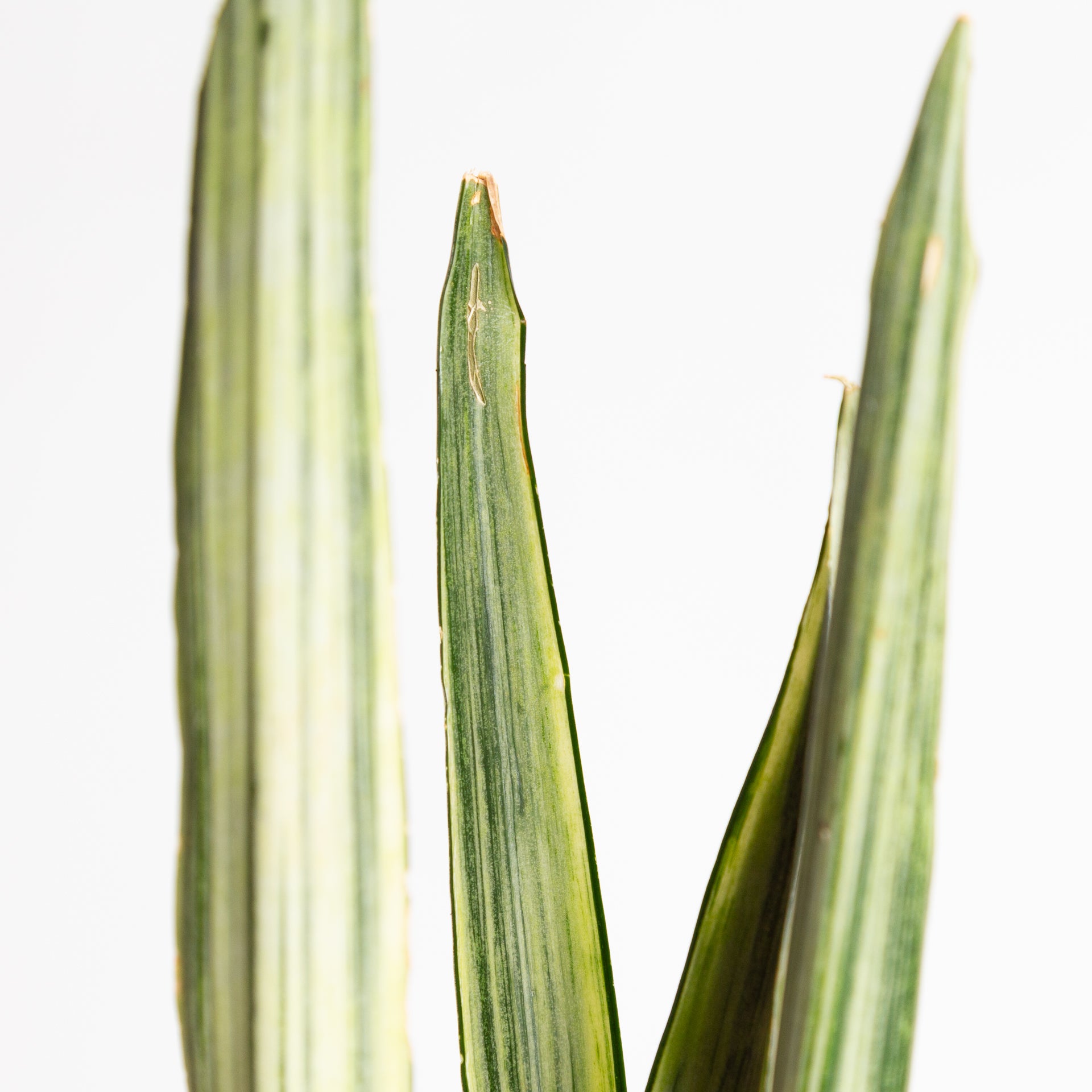 Snake Plant 'Bantel's Sensation' 6" - Urban Sprouts