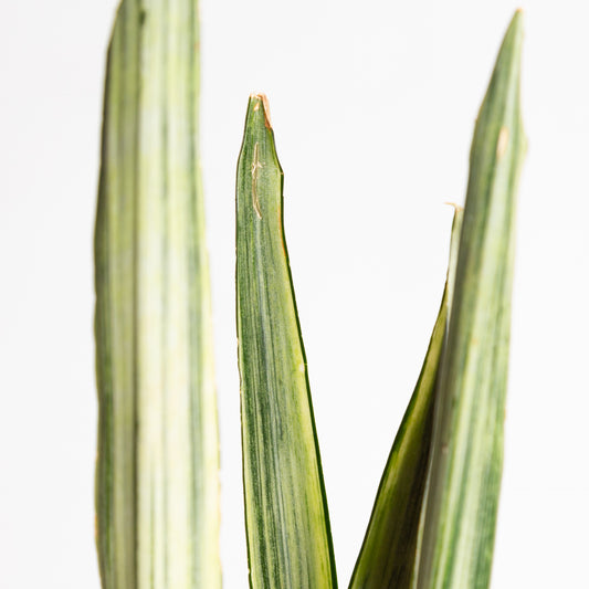 Snake Plant 'Bantel's Sensation' 6"