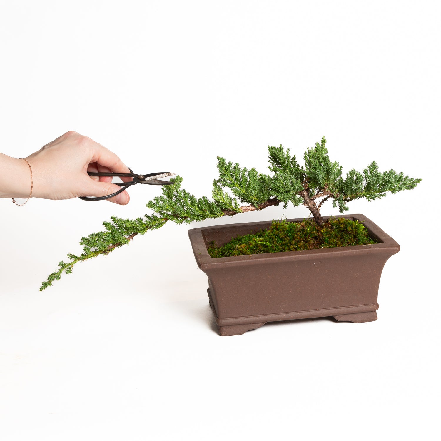 4/25 @ 6:00 Arbor Day - Beginner Bonsai Workshop