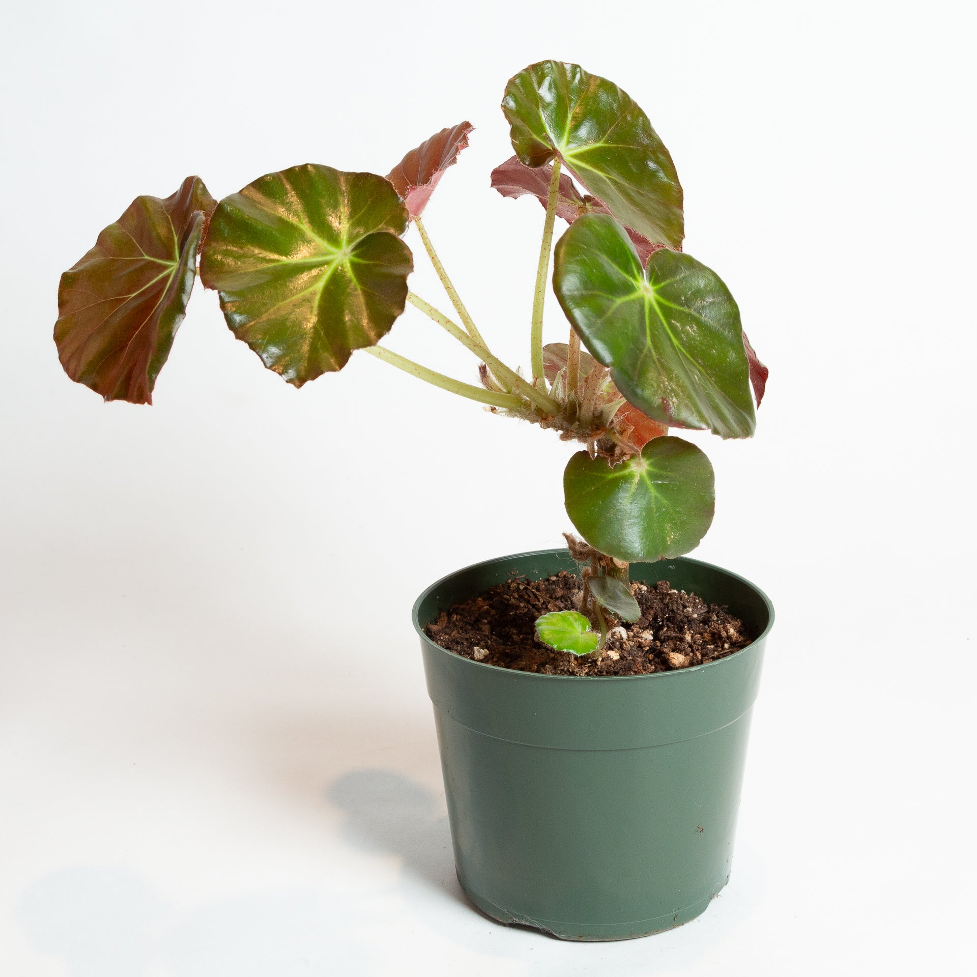 Begonia 'Beefsteak' 6" - Urban Sprouts