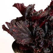 Begonia 'Etna' 8" - Urban Sprouts