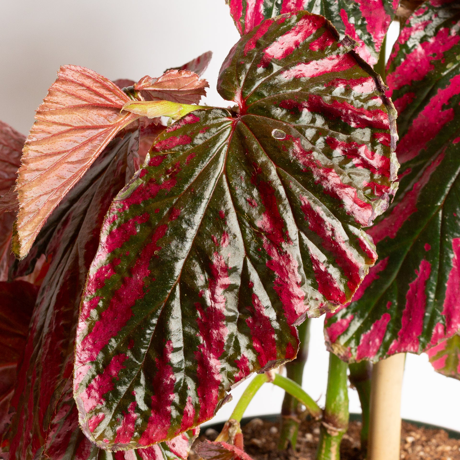 Begonia 'Exotica' 8" - Urban Sprouts