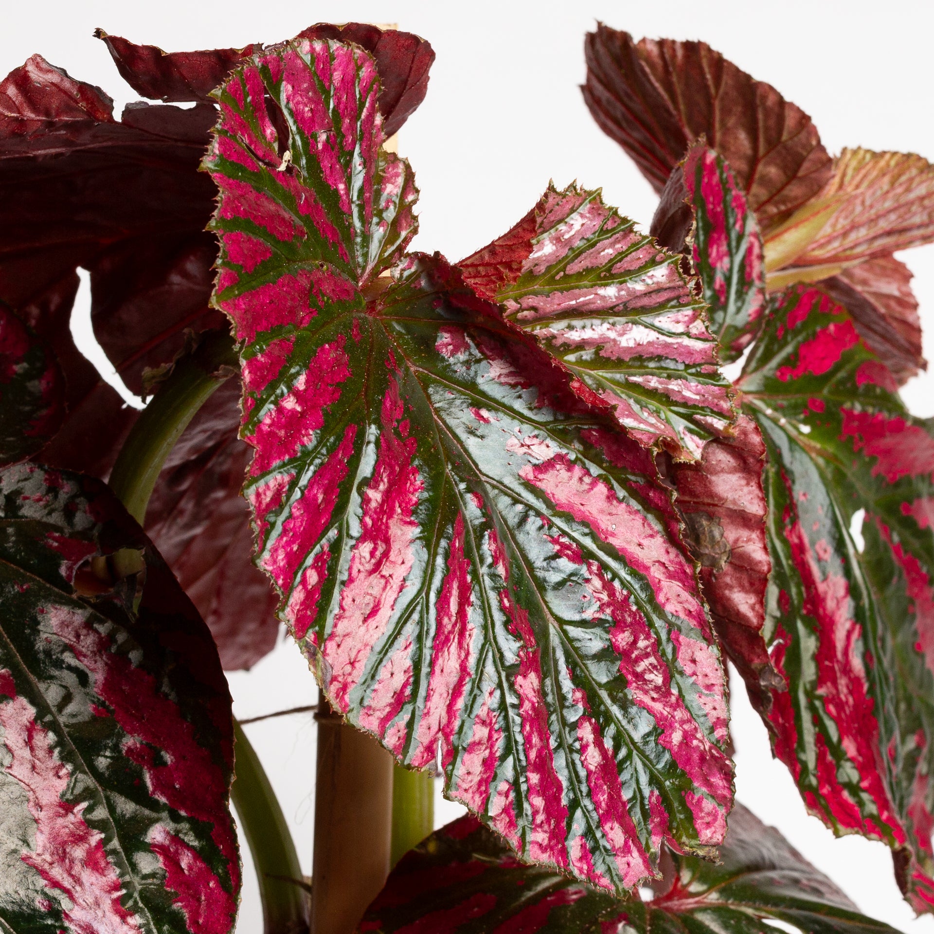 Begonia 'Exotica' 8" - Urban Sprouts