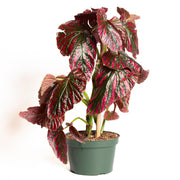 Begonia 'Exotica' 8" - Urban Sprouts