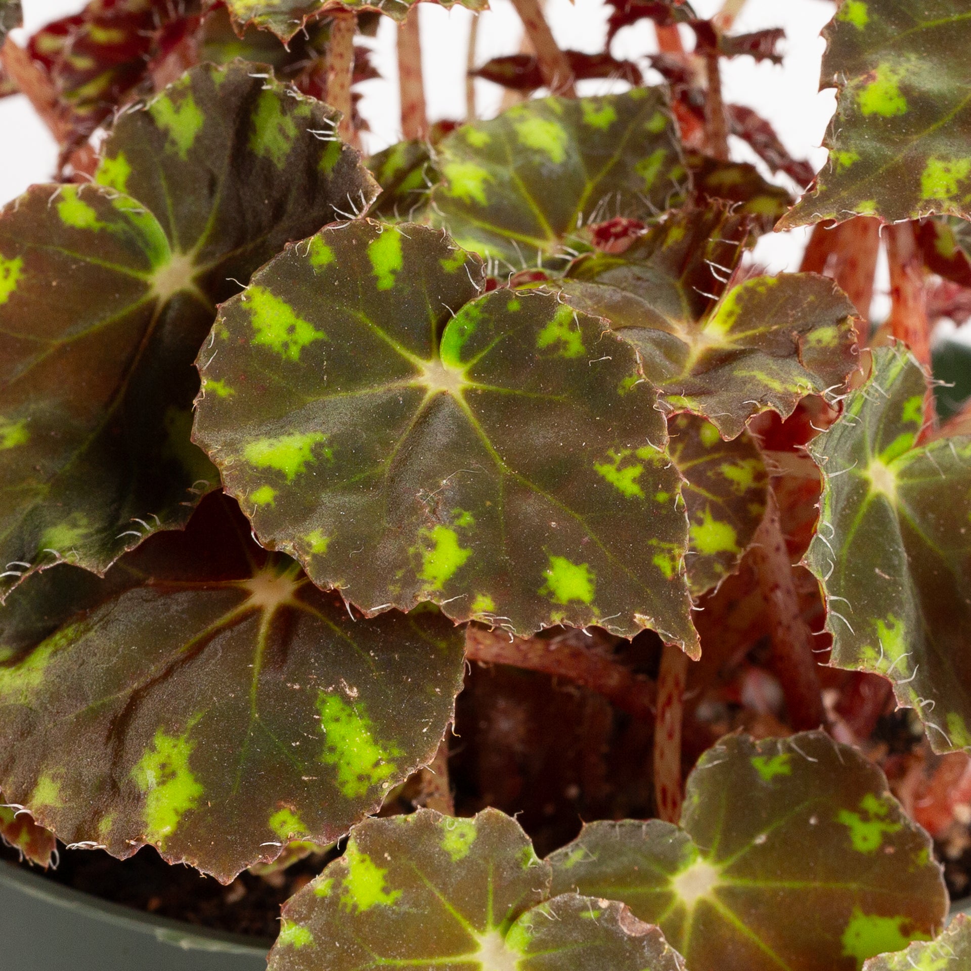 Begonia 'Eyelash' 6"