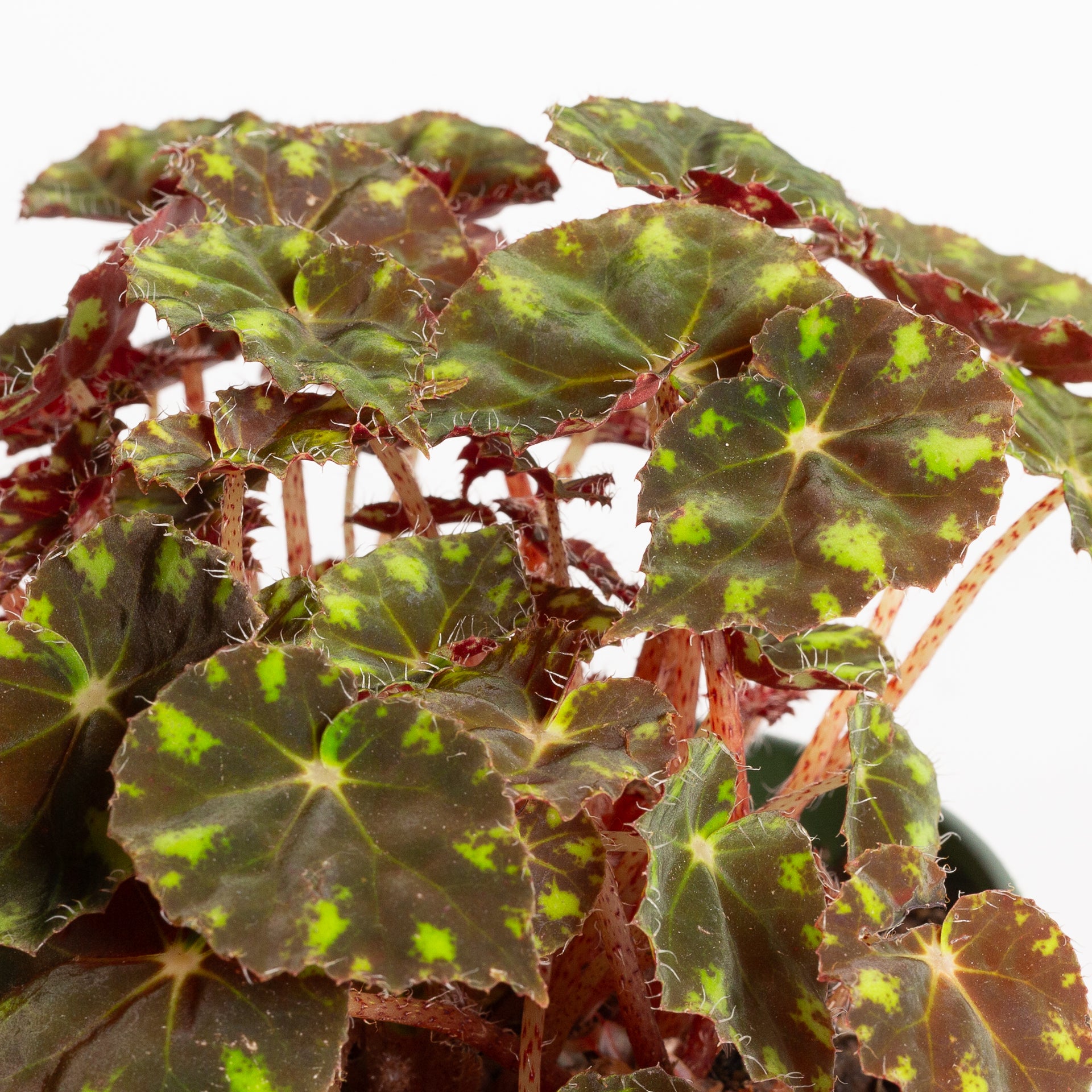 Begonia 'Eyelash' 6"