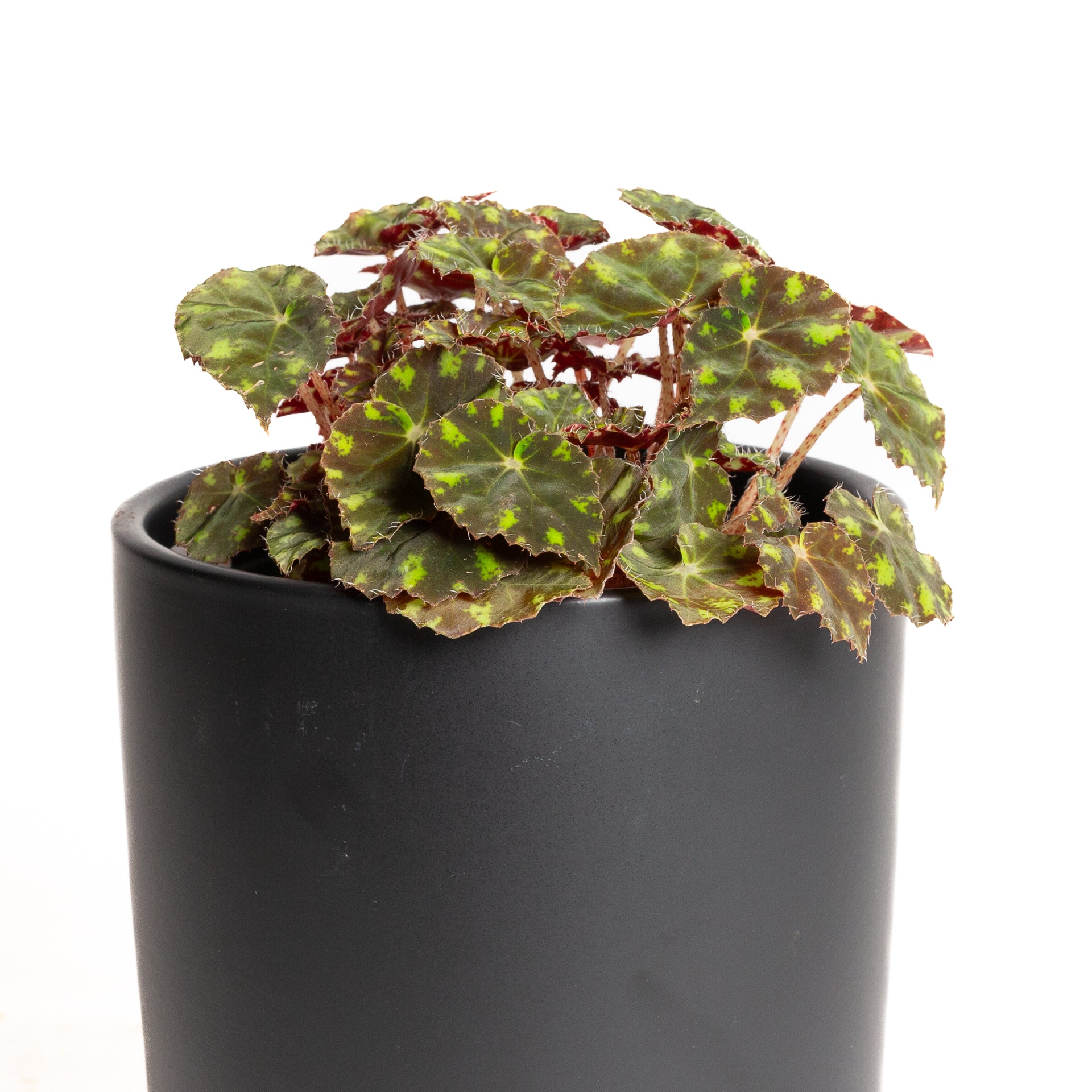 Begonia 'Eyelash' 6"