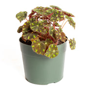 Begonia 'Eyelash' 6"