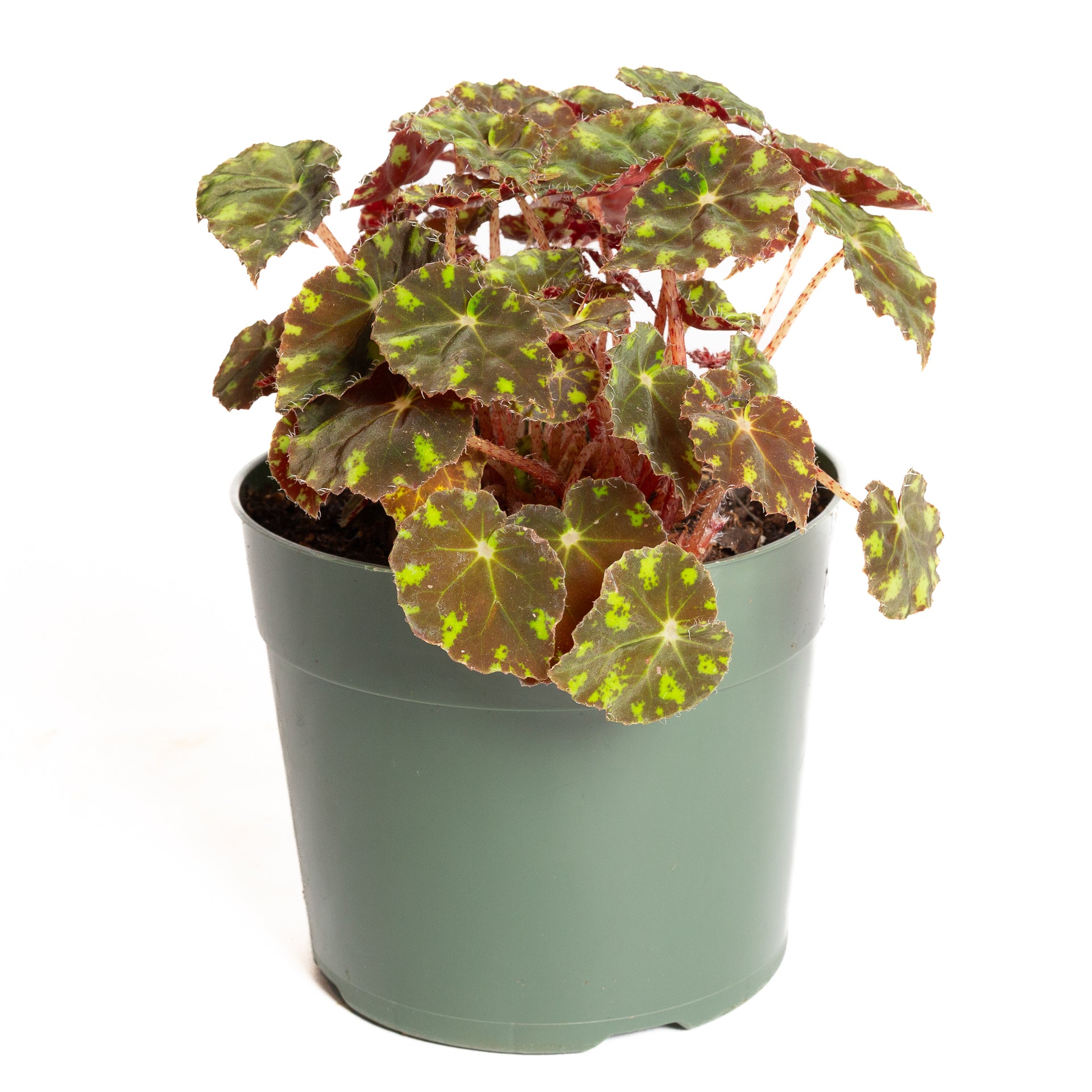 Begonia 'Eyelash' 6"