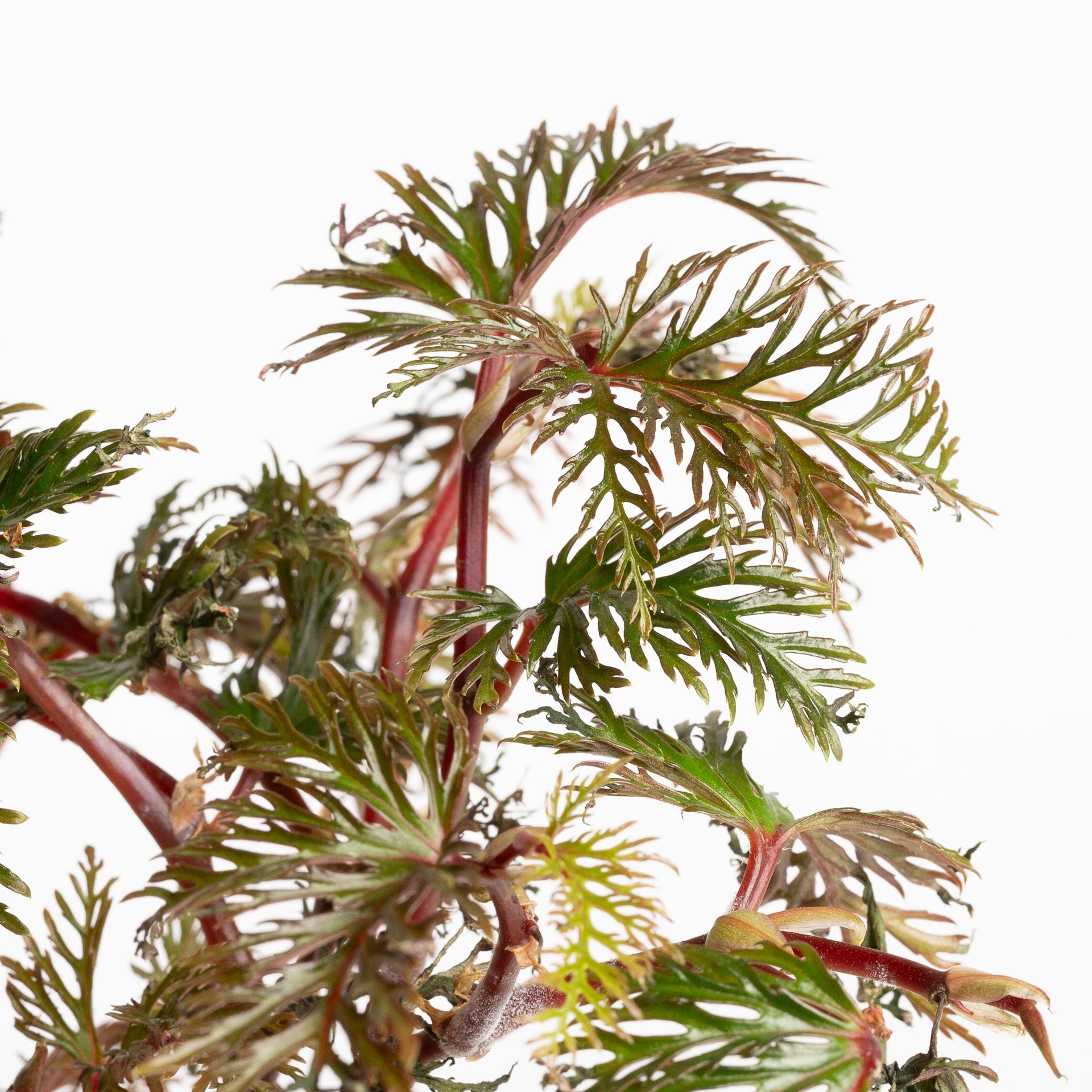 Begonia 'Fern Leaf' 6" - Urban Sprouts