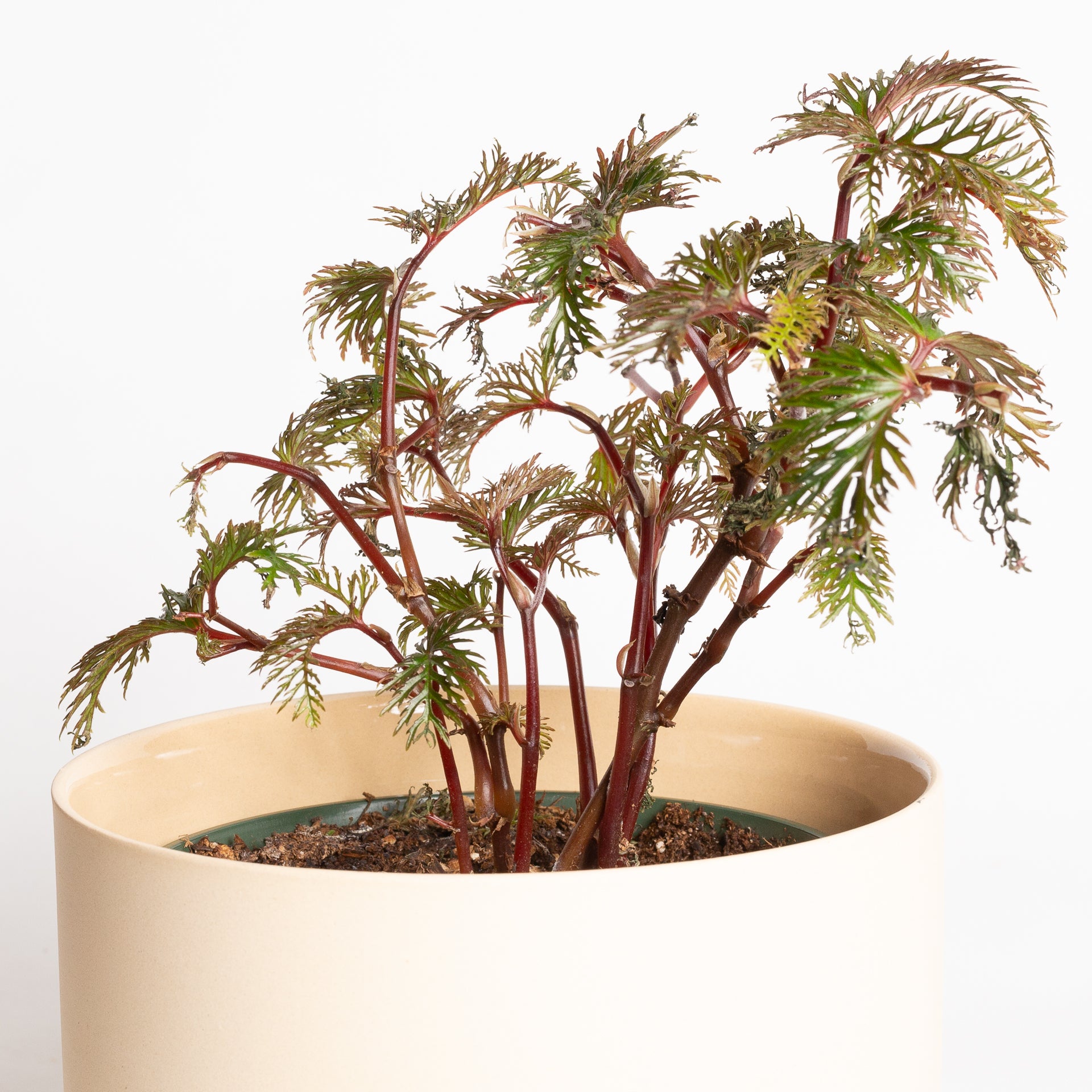 Begonia 'Fern Leaf' 6" - Urban Sprouts