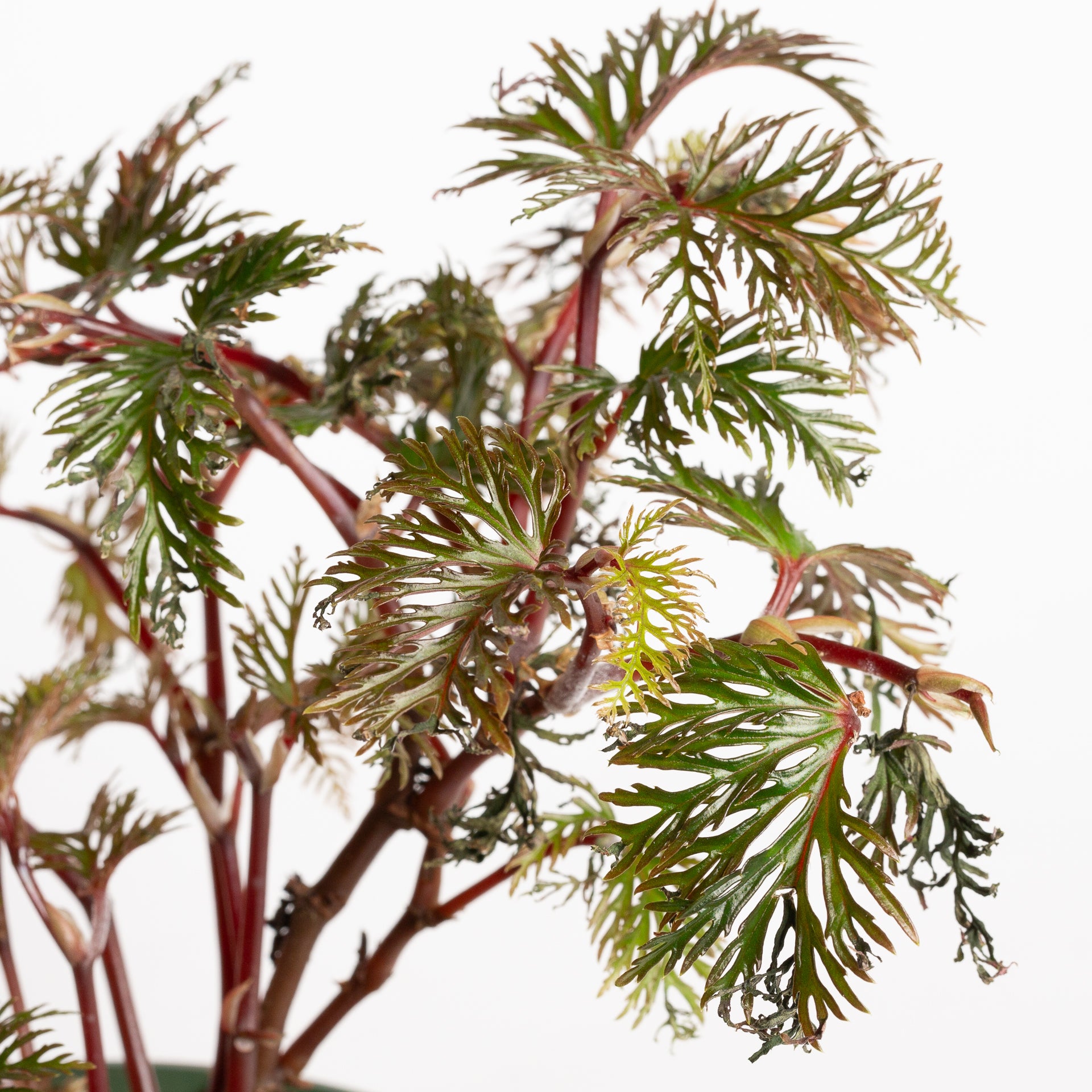 Begonia 'Fern Leaf' 6" - Urban Sprouts