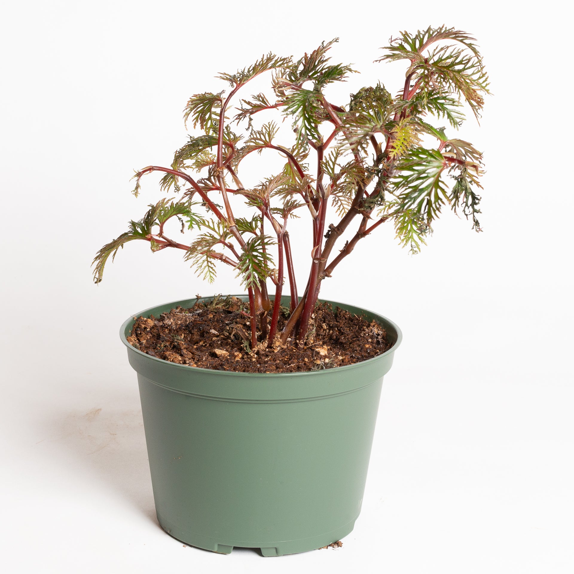 Begonia 'Fern Leaf' 6" - Urban Sprouts