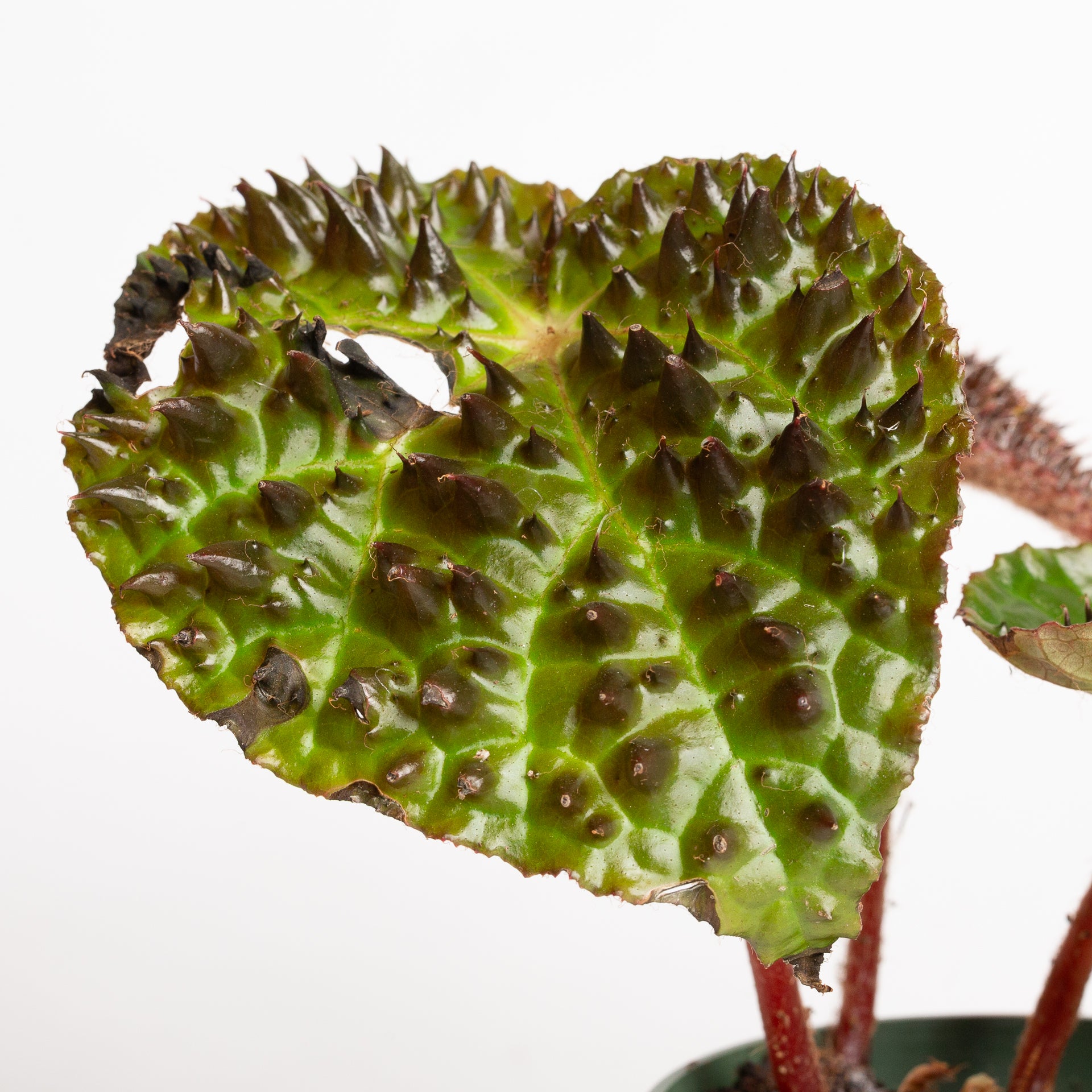 Begonia 'Ferox' 4"