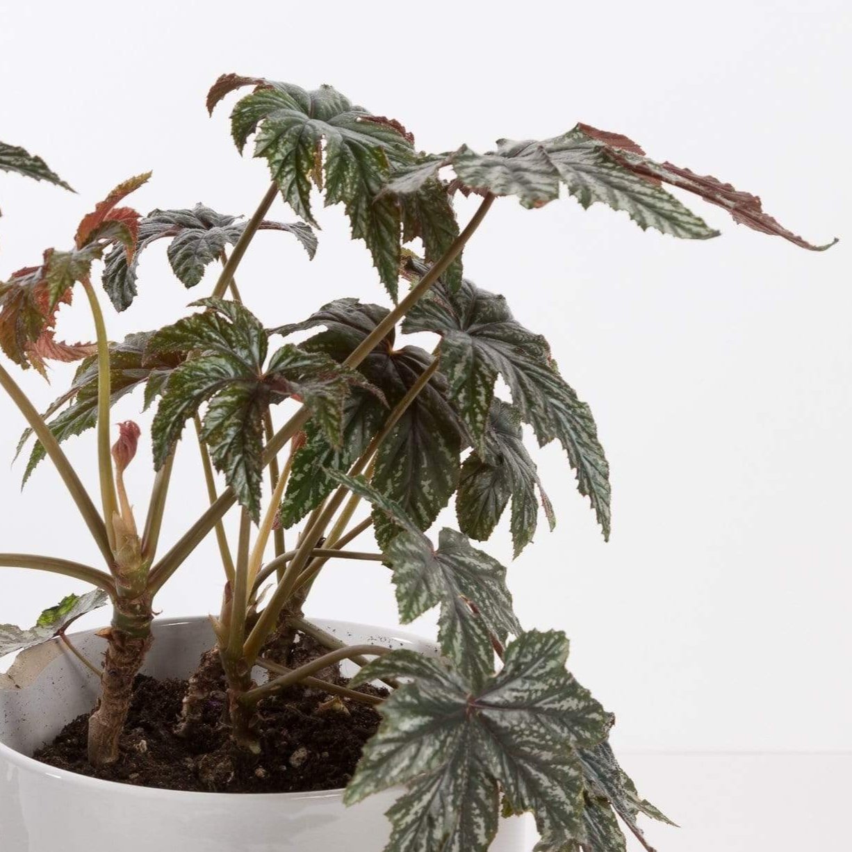 Urban Sprouts Plant Begonia 'Gryphon'
