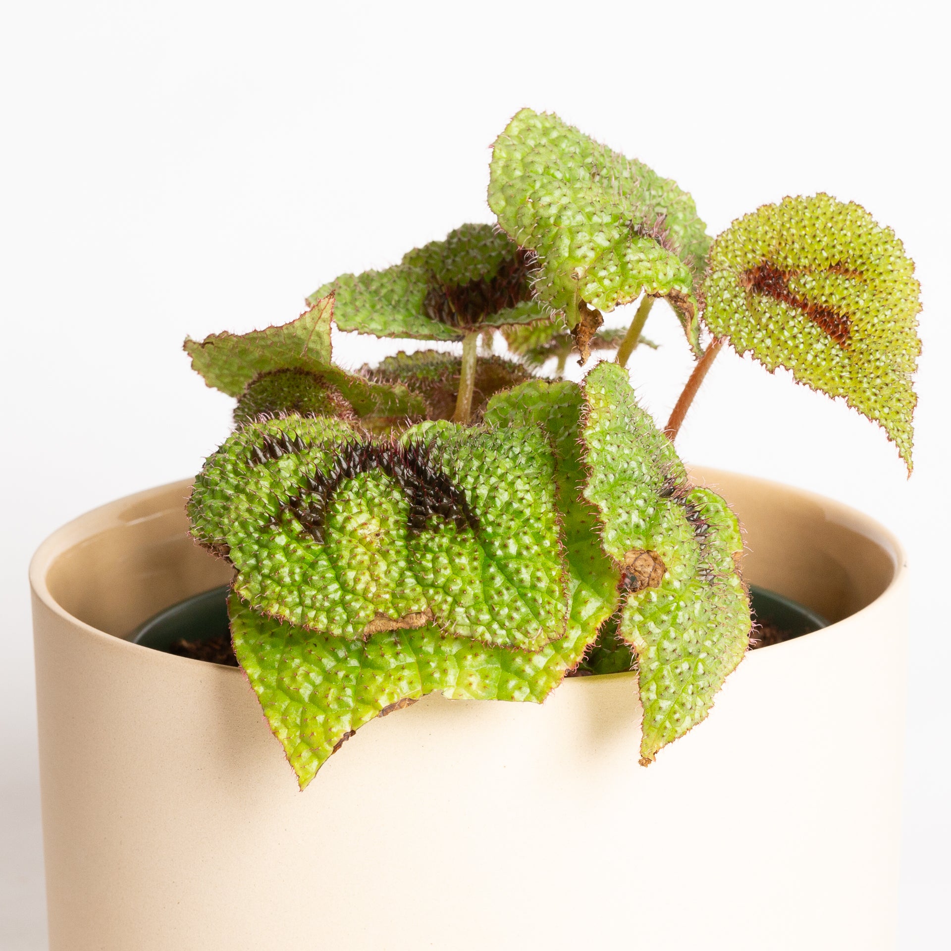 Begonia 'Iron Cross' 6"