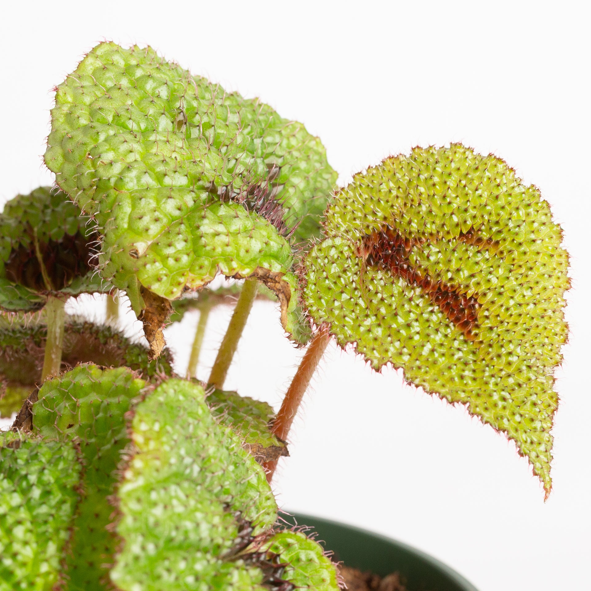 Begonia 'Iron Cross' 6"