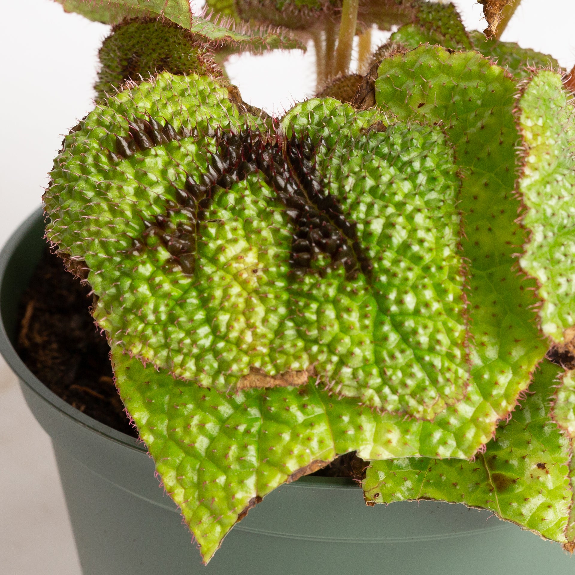 Begonia 'Iron Cross' 6"