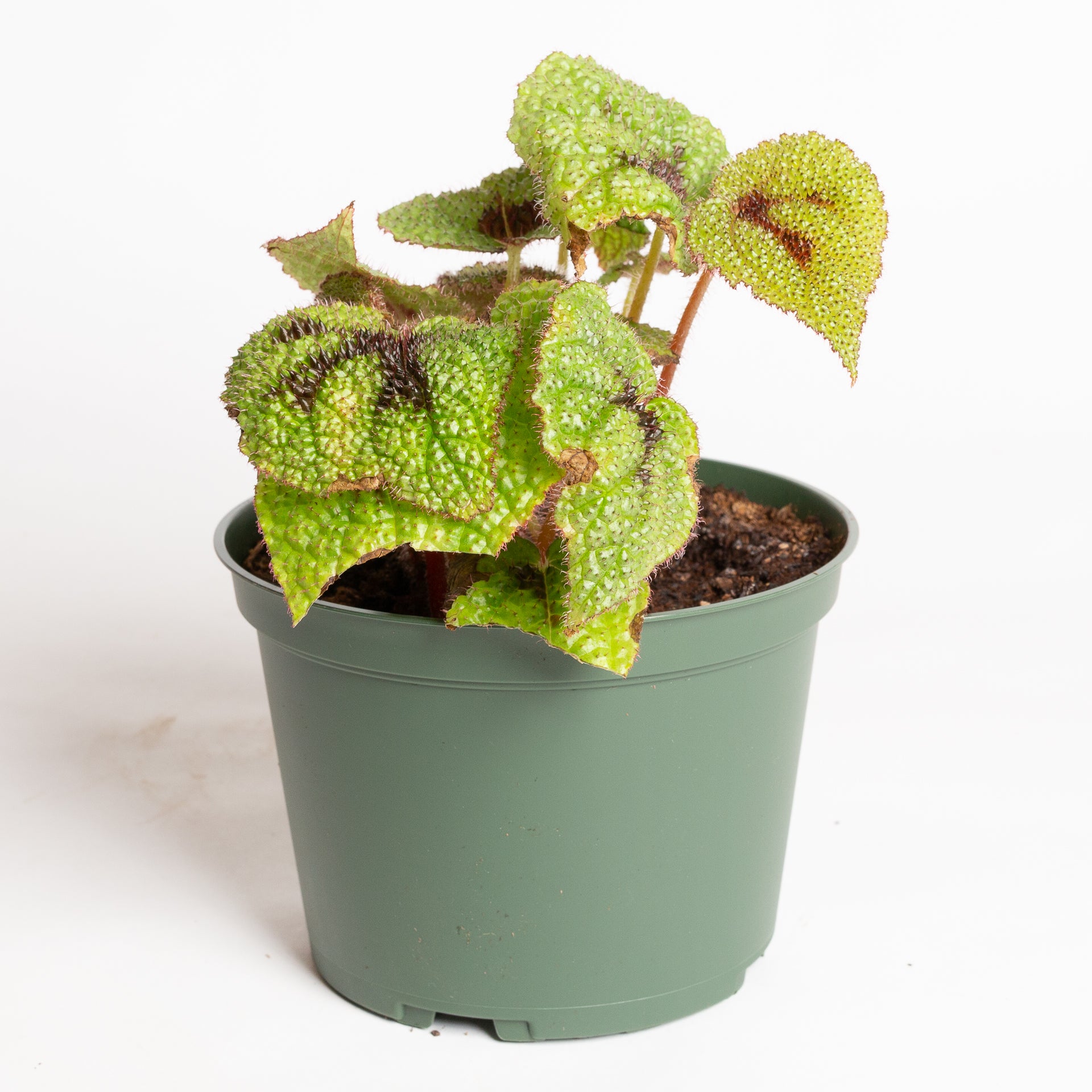 Begonia 'Iron Cross' 6"