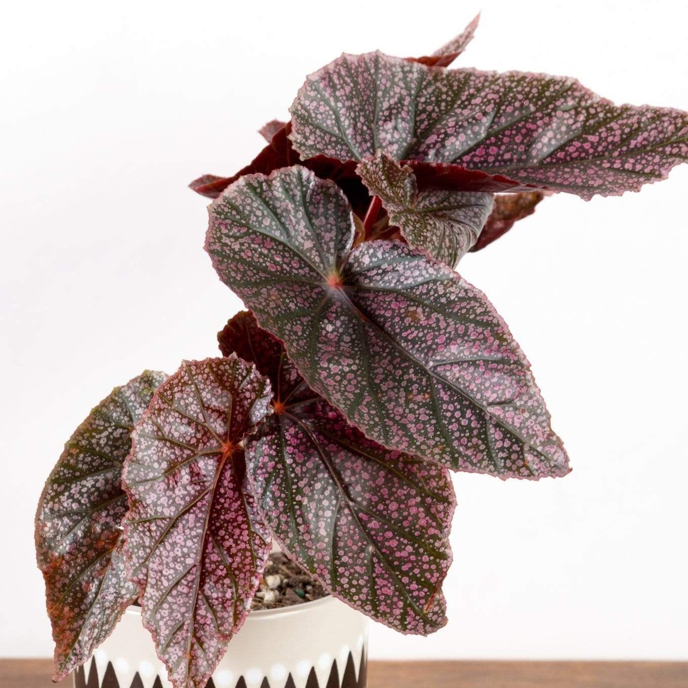 Begonia 'Miss Mummy' - Urban Sprouts