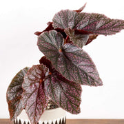 Begonia 'Miss Mummy' - Urban Sprouts