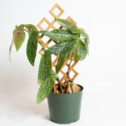 Begonia 'Polka Dot Angel Wing' Silver Spot 6" - Urban Sprouts