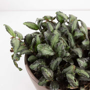 Urban Sprouts Plant Begonia 'Trailing Watermelon'
