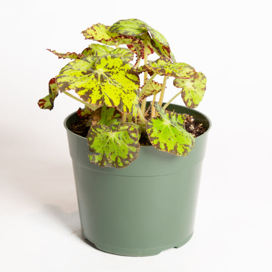 Begonia 'Amelia's Kaleidoscope' 6" - Urban Sprouts