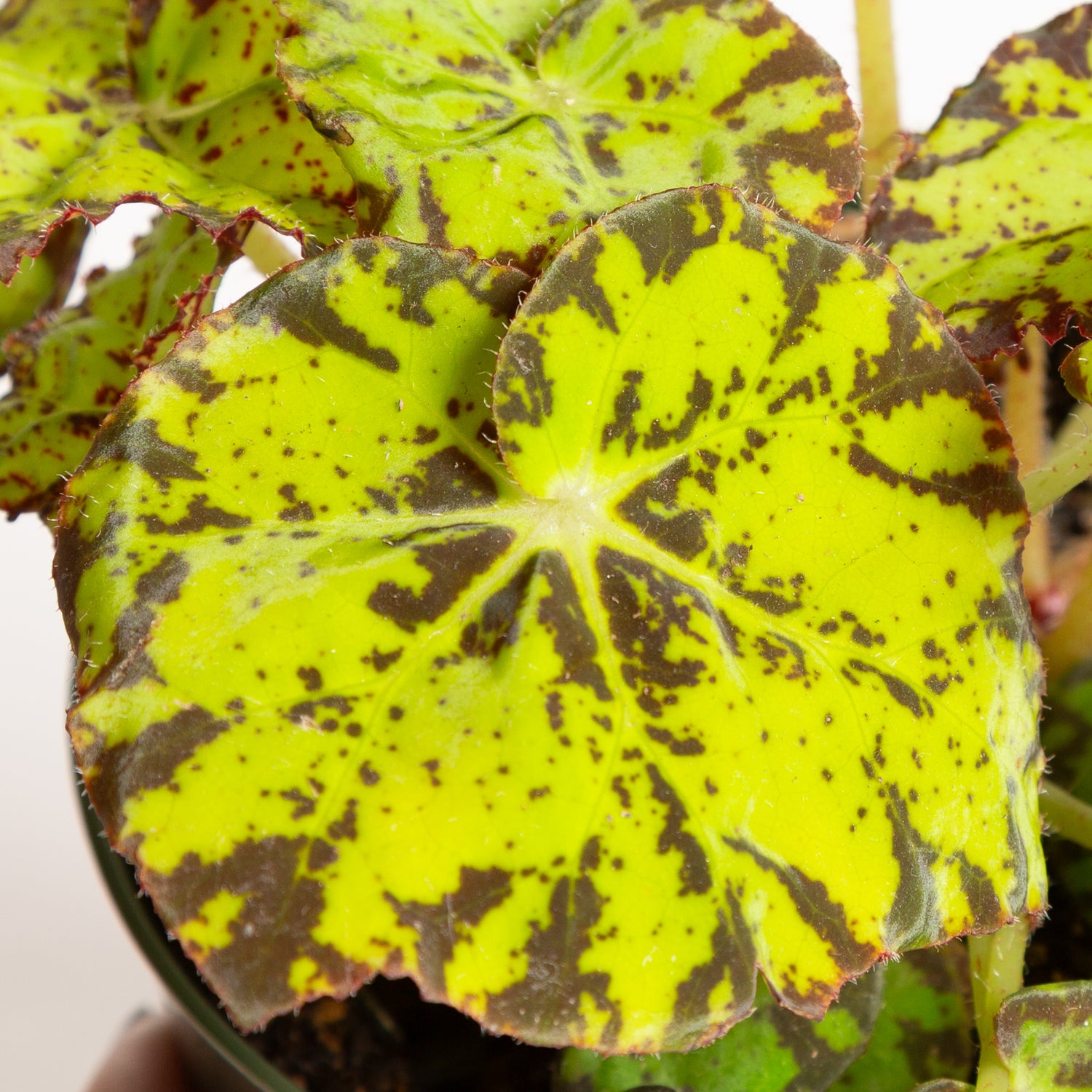 Begonia 'Amelia's Kaleidoscope' 6" - Urban Sprouts