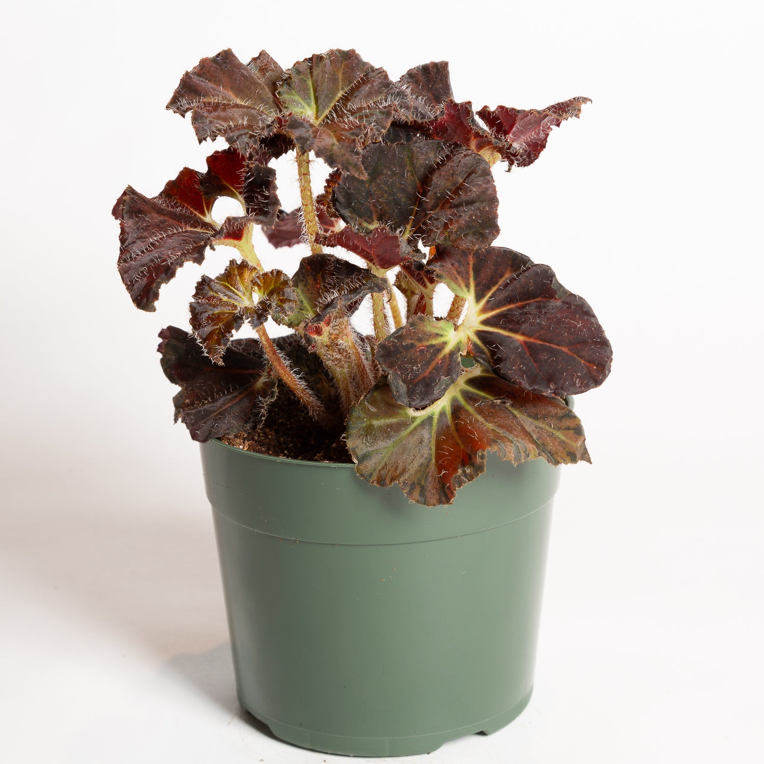 Begonia 'Carol Knight' 6" - Urban Sprouts