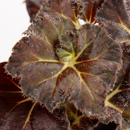 Begonia 'Carol Knight' 6" - Urban Sprouts
