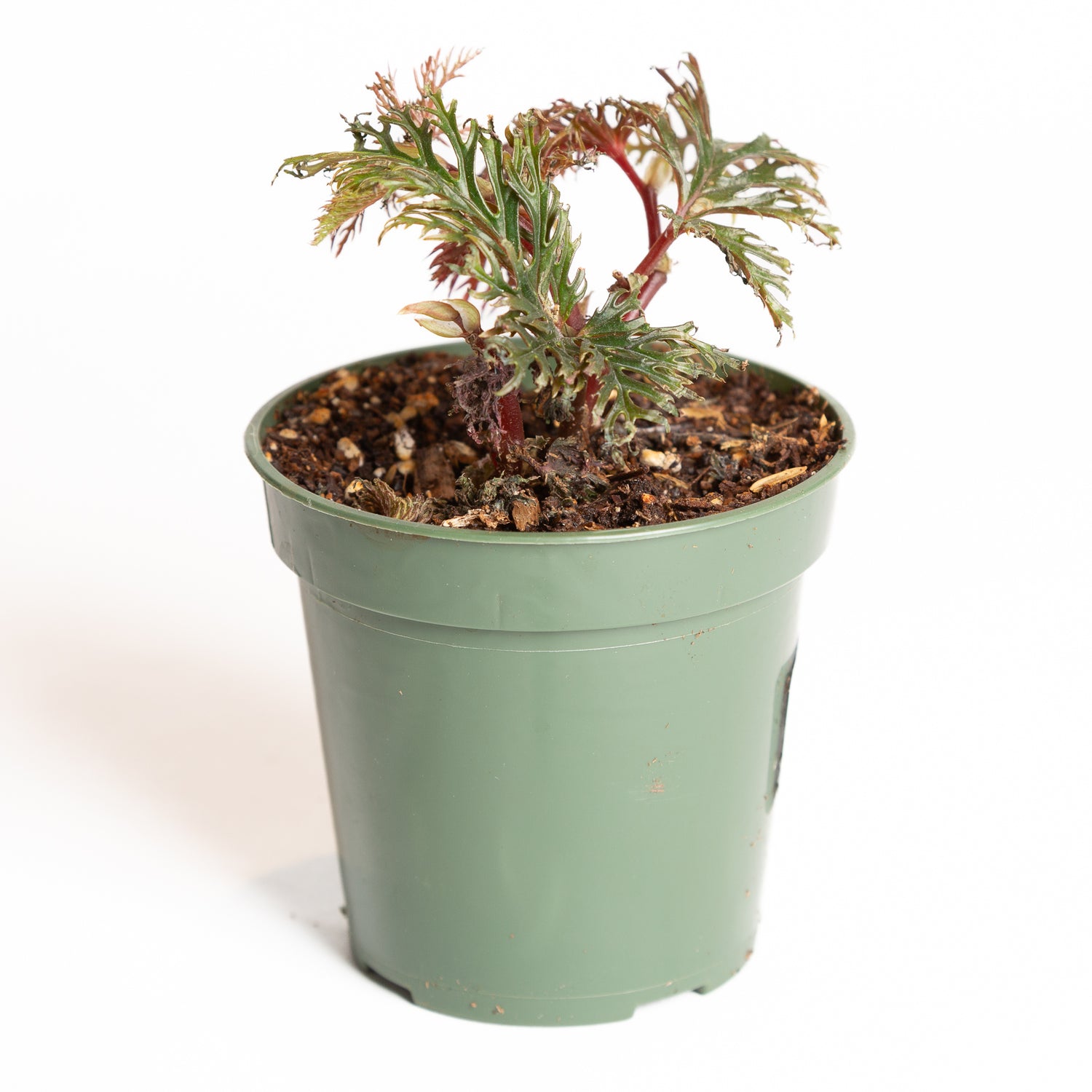 Begonia 'Fern Leaf' 4" - Urban Sprouts