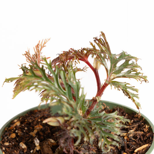 Begonia 'Fern Leaf' 4" - Urban Sprouts