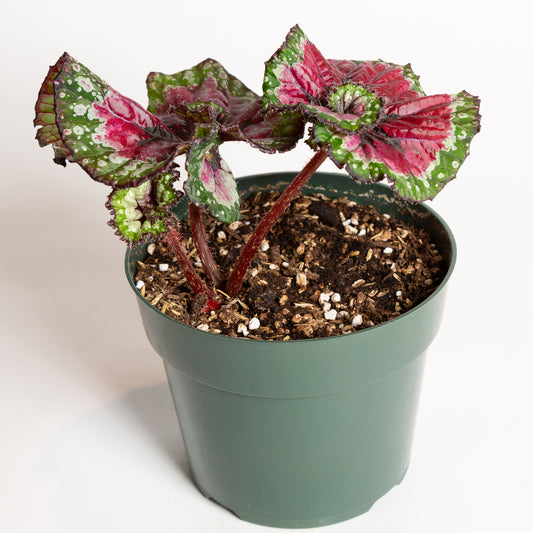 Begonia 'Macarena' 6" - Urban Sprouts