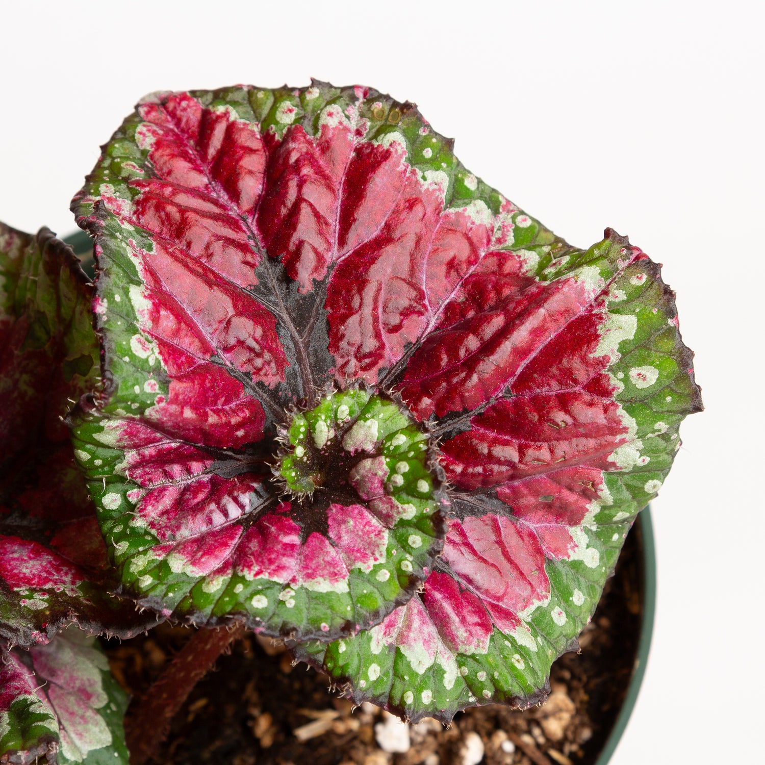 Begonia 'Macarena' 6" - Urban Sprouts