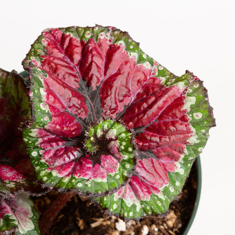 Begonia 'Macarena' 6" - Urban Sprouts