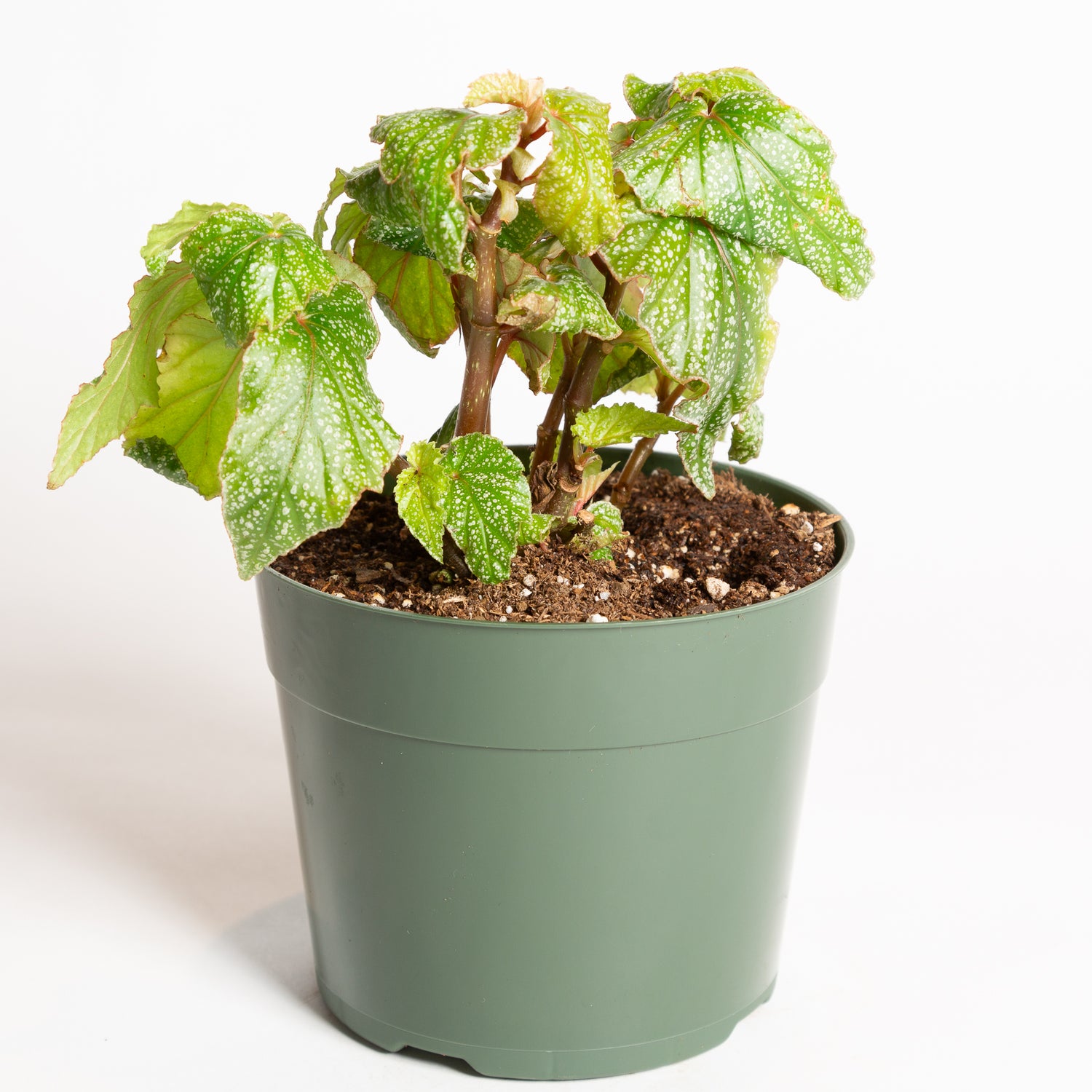 Begonia 'Snow Capped' 6" - Urban Sprouts
