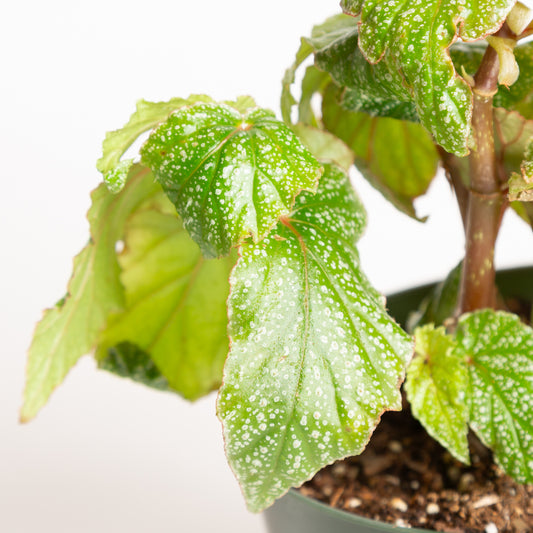 Begonia 'Snow Capped' 6" - Urban Sprouts
