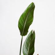 Bird of Paradise 'White' 8" - Urban Sprouts
