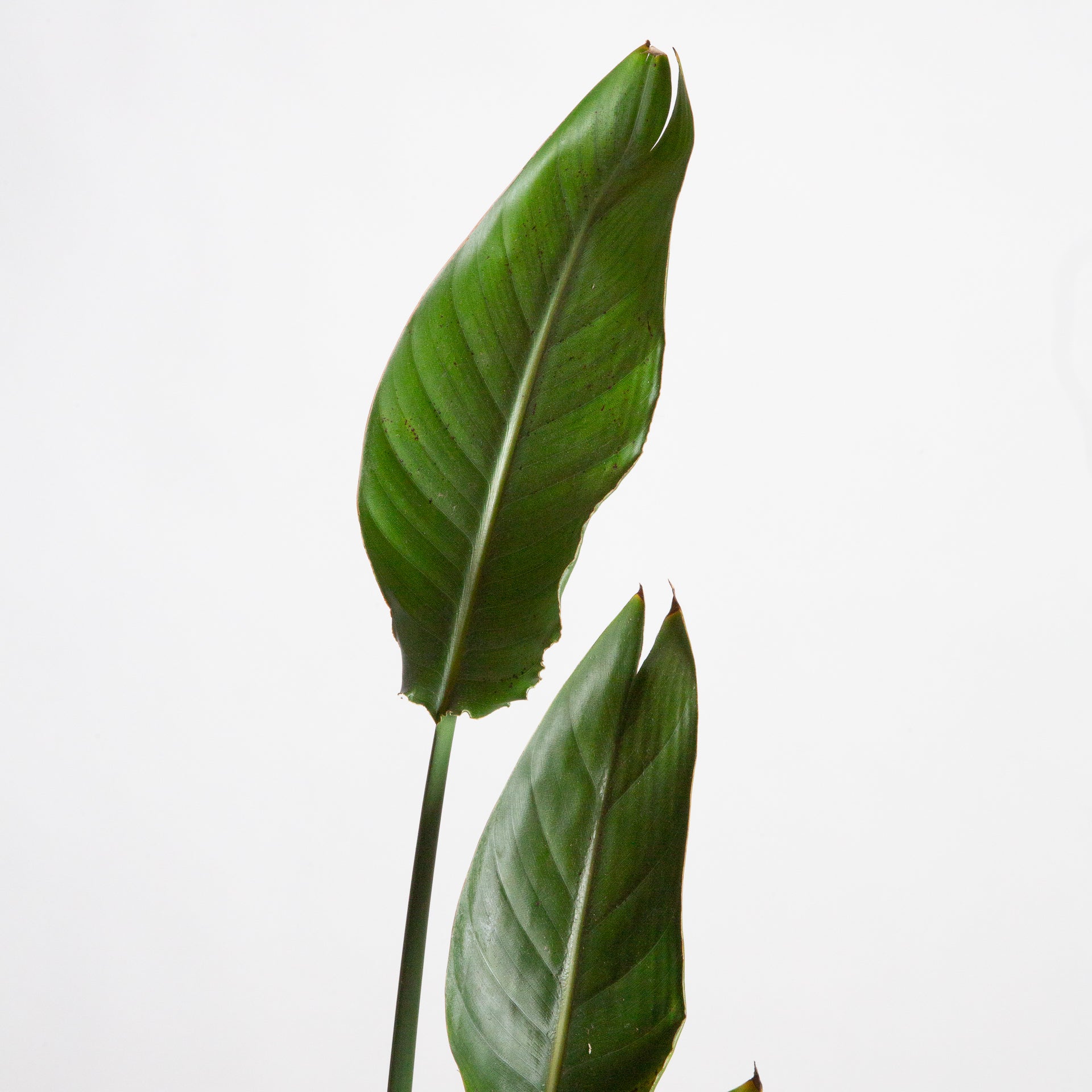 Bird of Paradise 'White' 8" - Urban Sprouts