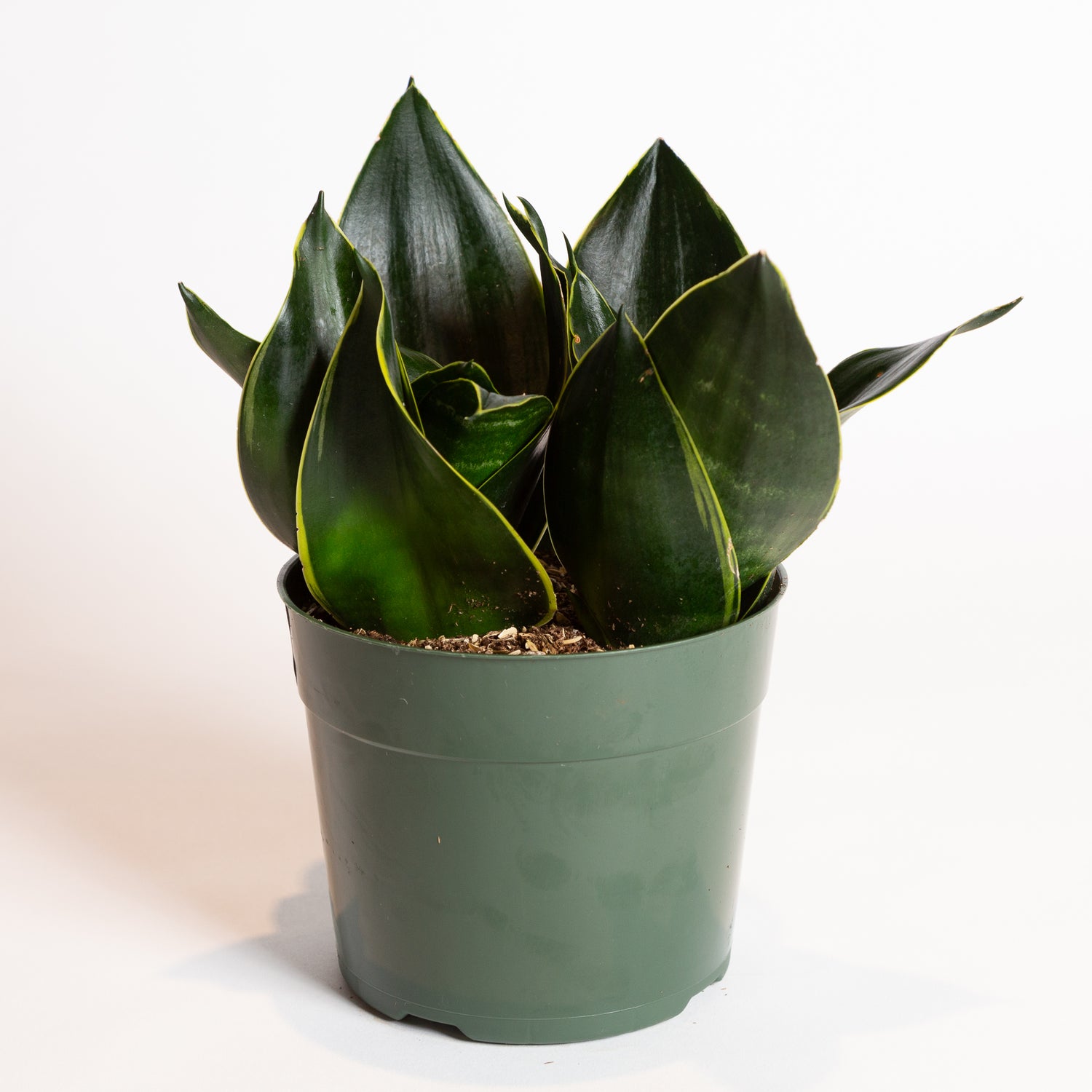 Snake Plant 'Birds Nest - Emerald Star' 6"