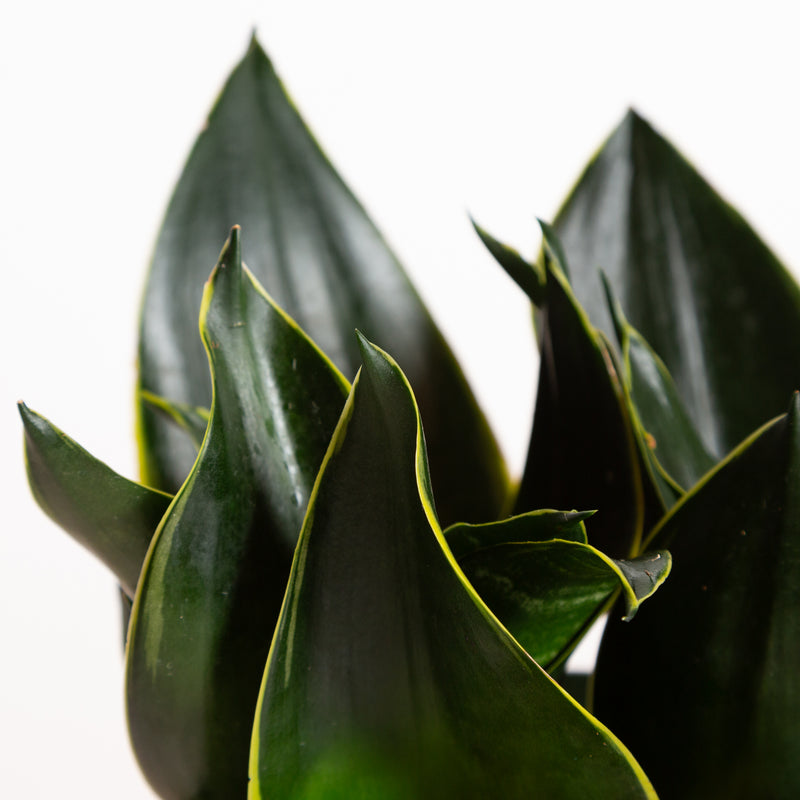 Snake Plant 'Birds Nest - Emerald Star' 6"