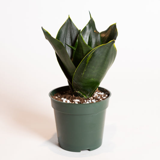 Snake Plant 'Birds Nest - Emerald Star' 4"